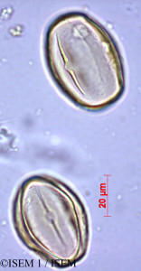 Heliotropium supinum - lame n° 28884